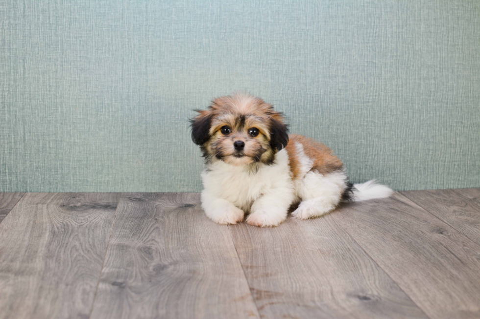 Happy Havanese Purebred Puppy