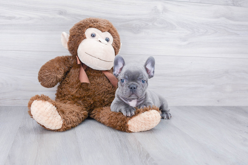 French Bulldog Puppy for Adoption