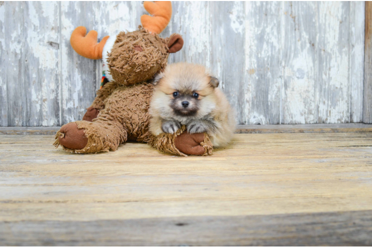 Sweet Pomeranian Purebred Puppy