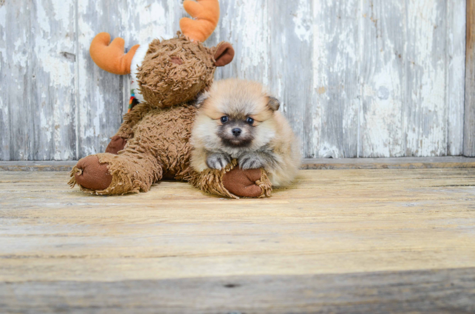 Sweet Pomeranian Purebred Puppy