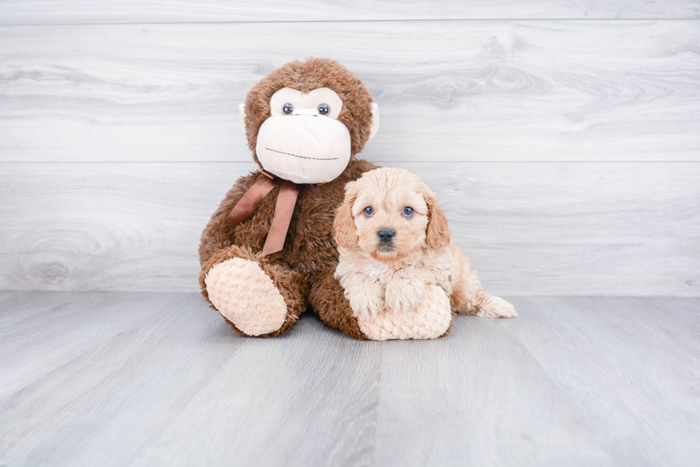 Fluffy Cavapoo Poodle Mix Pup