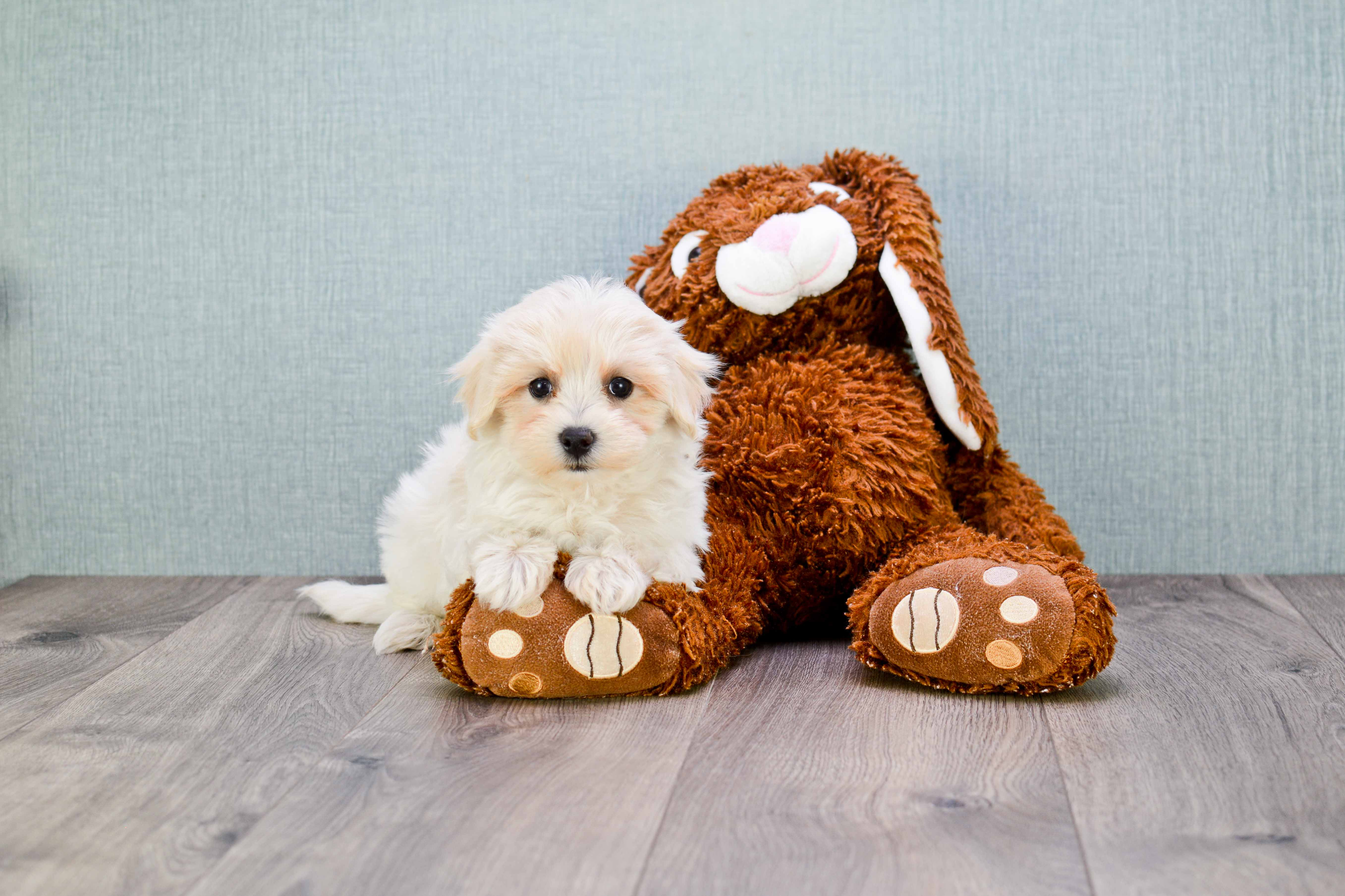 Best Maltipoo Baby