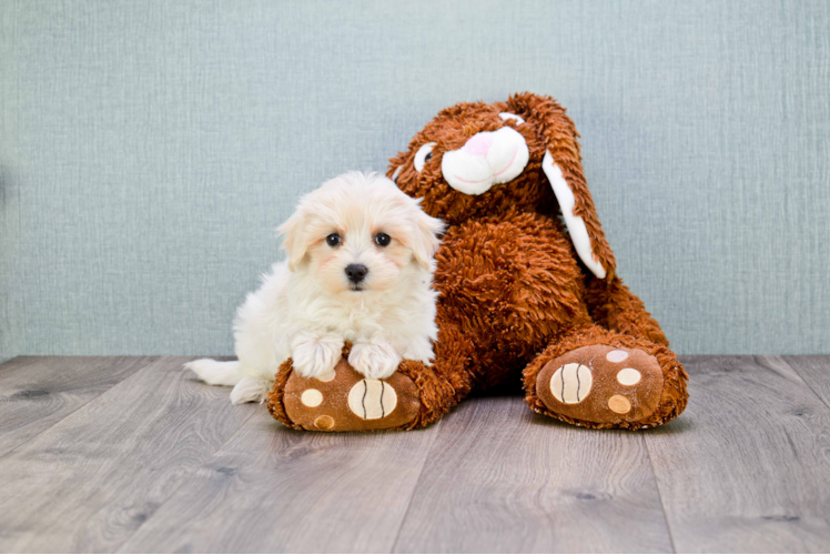 Best Maltipoo Baby