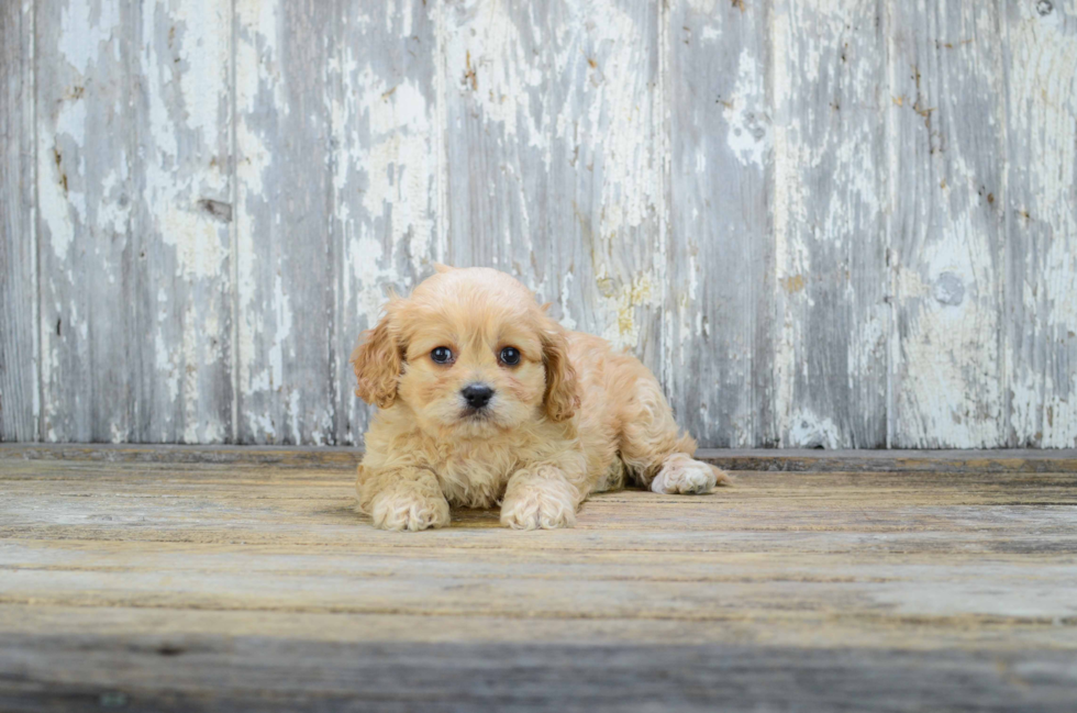 Smart Cavachon Designer Pup