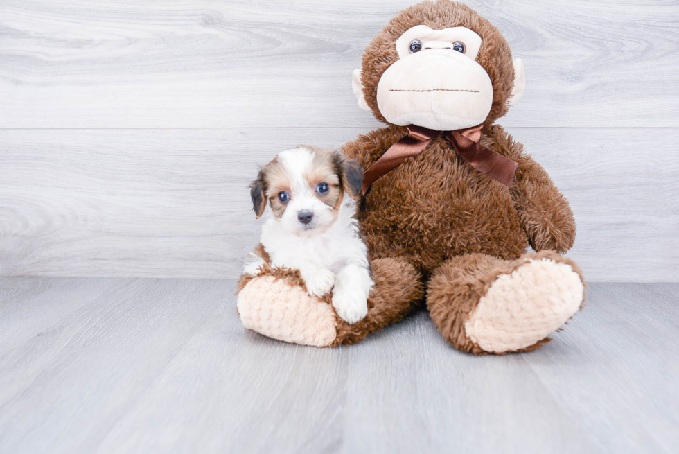 Sweet Cavachon Baby