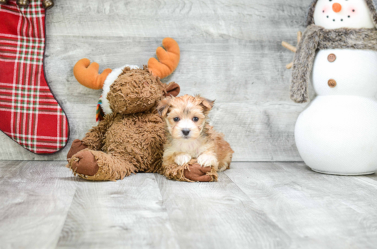 Adorable Yorkie Designer Puppy