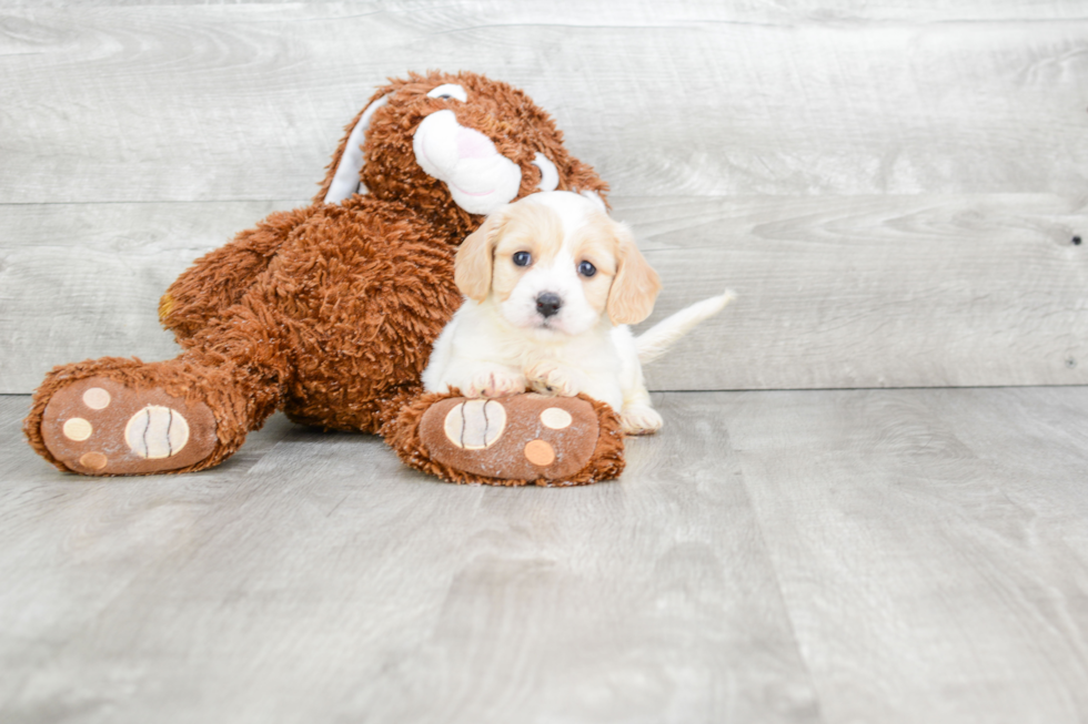 Playful Cavalier Designer Puppy