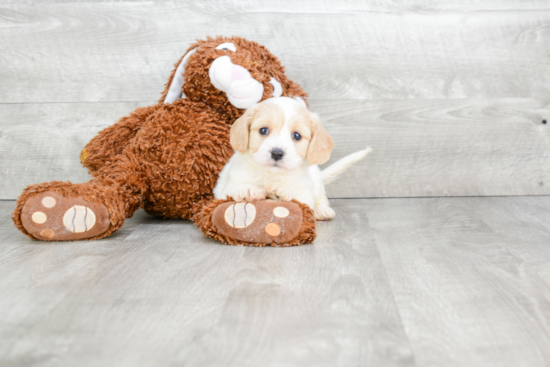 Playful Cavalier Designer Puppy