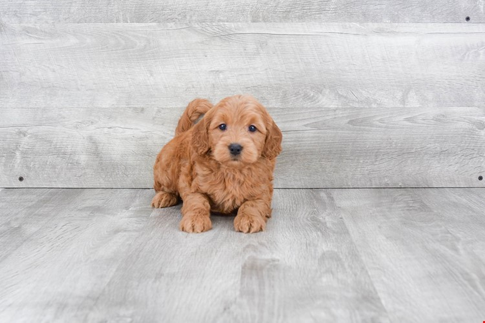 Energetic Golden Retriever Poodle Mix Puppy