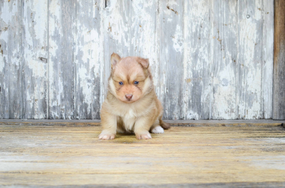 Smart Pomsky Designer Pup