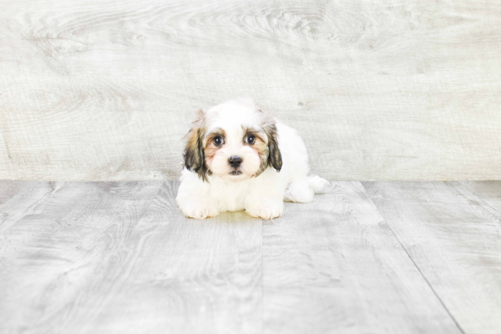 Best Havanese Baby