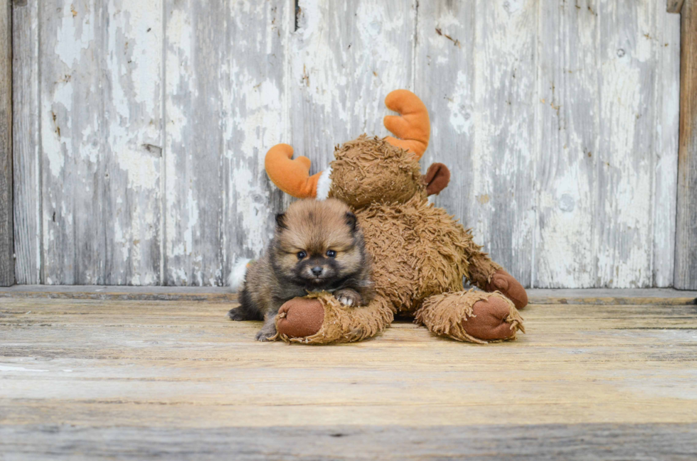 Sweet Pomeranian Purebred Puppy