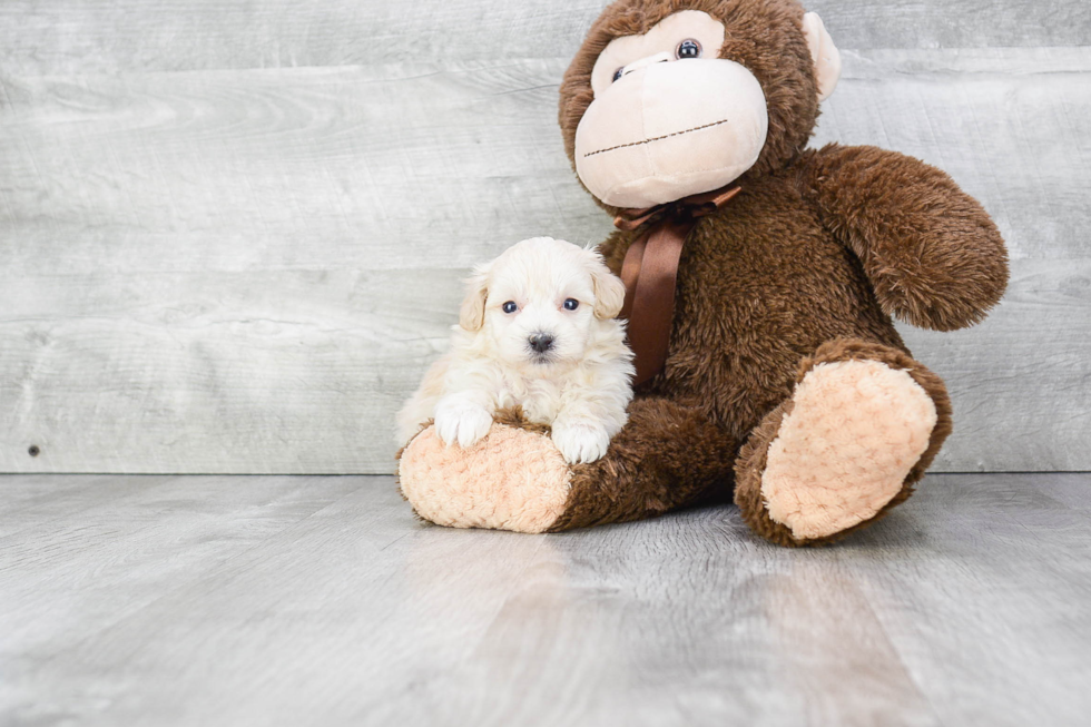 Playful Maltepoo Poodle Mix Puppy