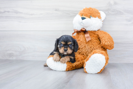 Akc Registered Cavalier King Charles Spaniel Purebred Pup