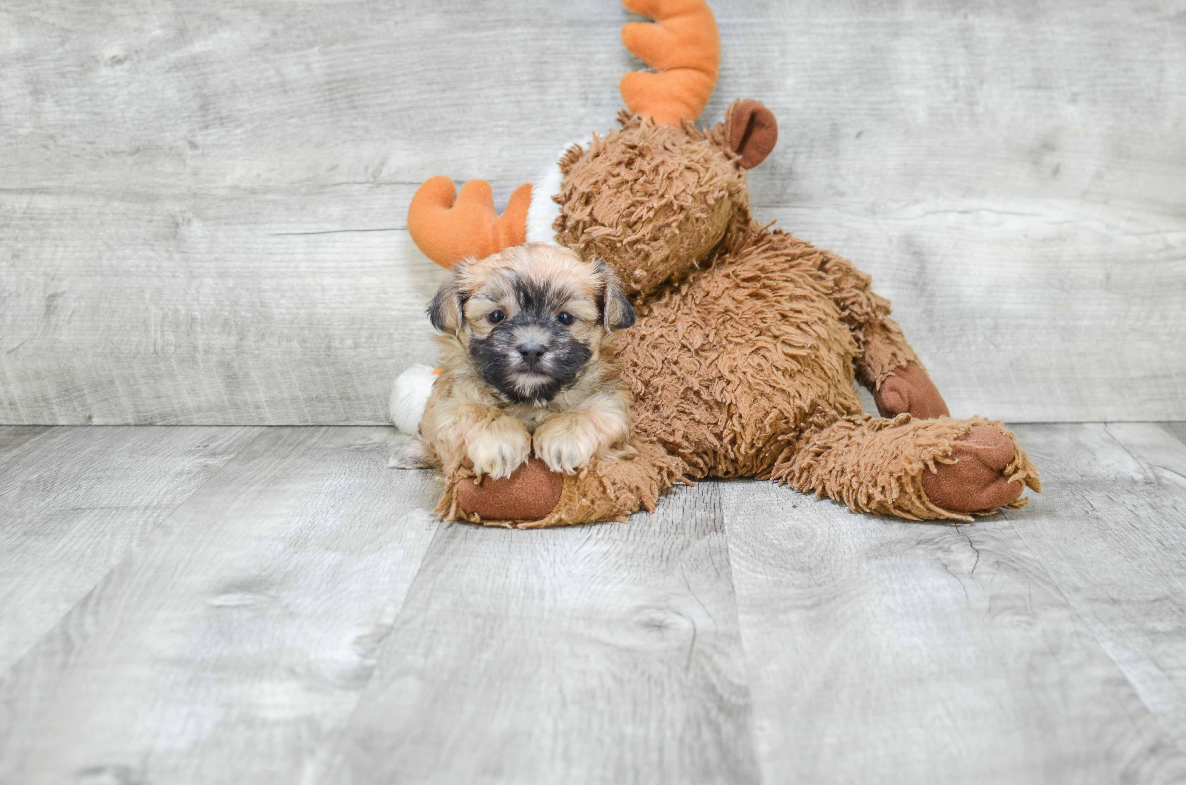 Petite Morkie Designer Pup