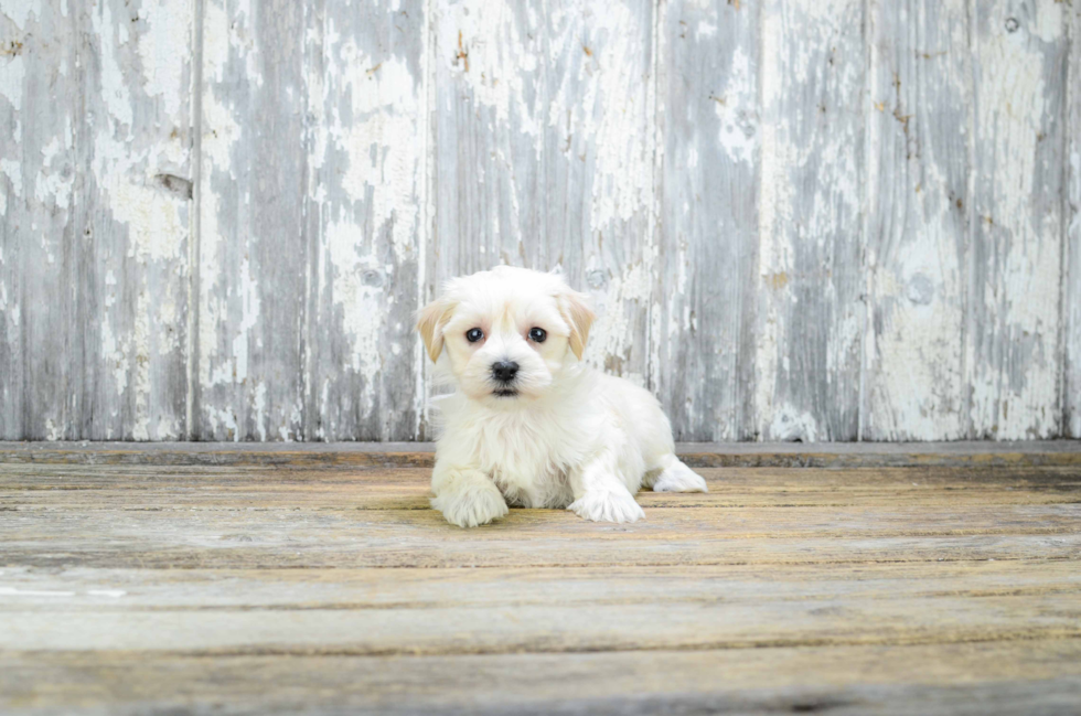 Popular Maltipoo Poodle Mix Pup