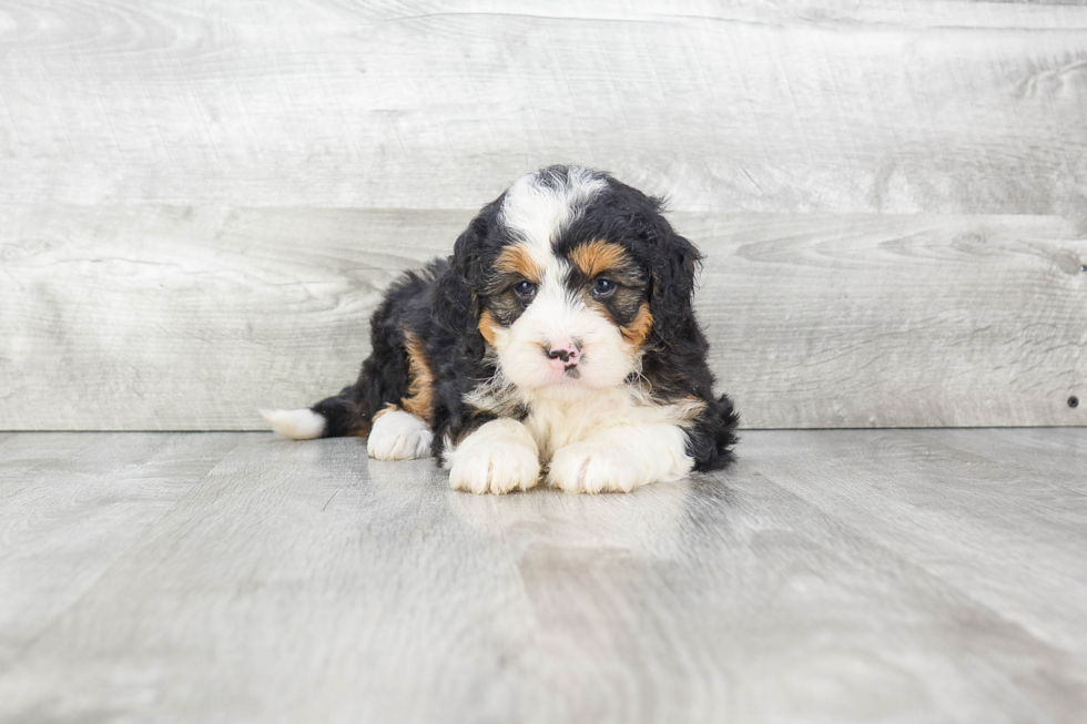 Mini Bernedoodle Puppy for Adoption