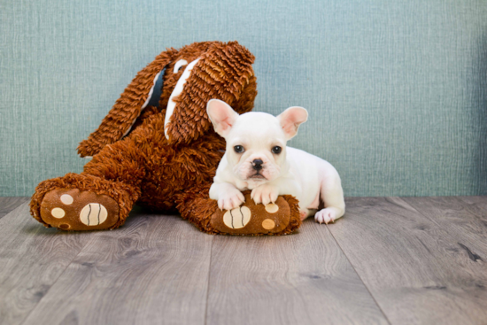 Popular French Bulldog Purebred Pup