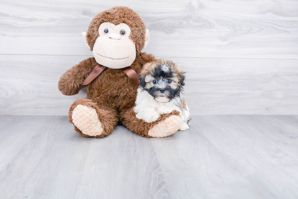 Havanese Pup Being Cute