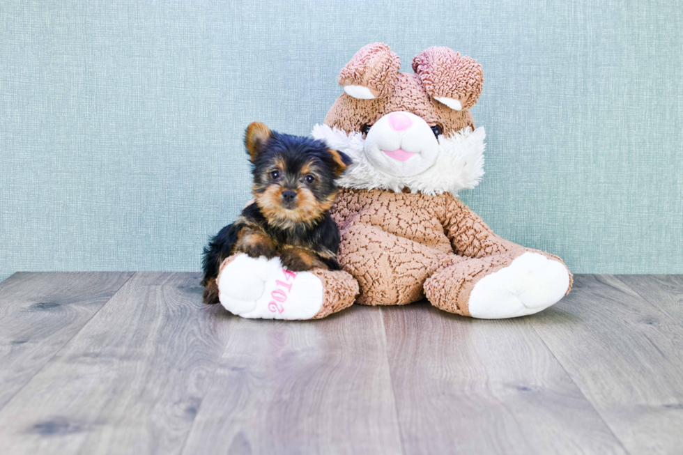 Meet Sasha - our Yorkshire Terrier Puppy Photo 