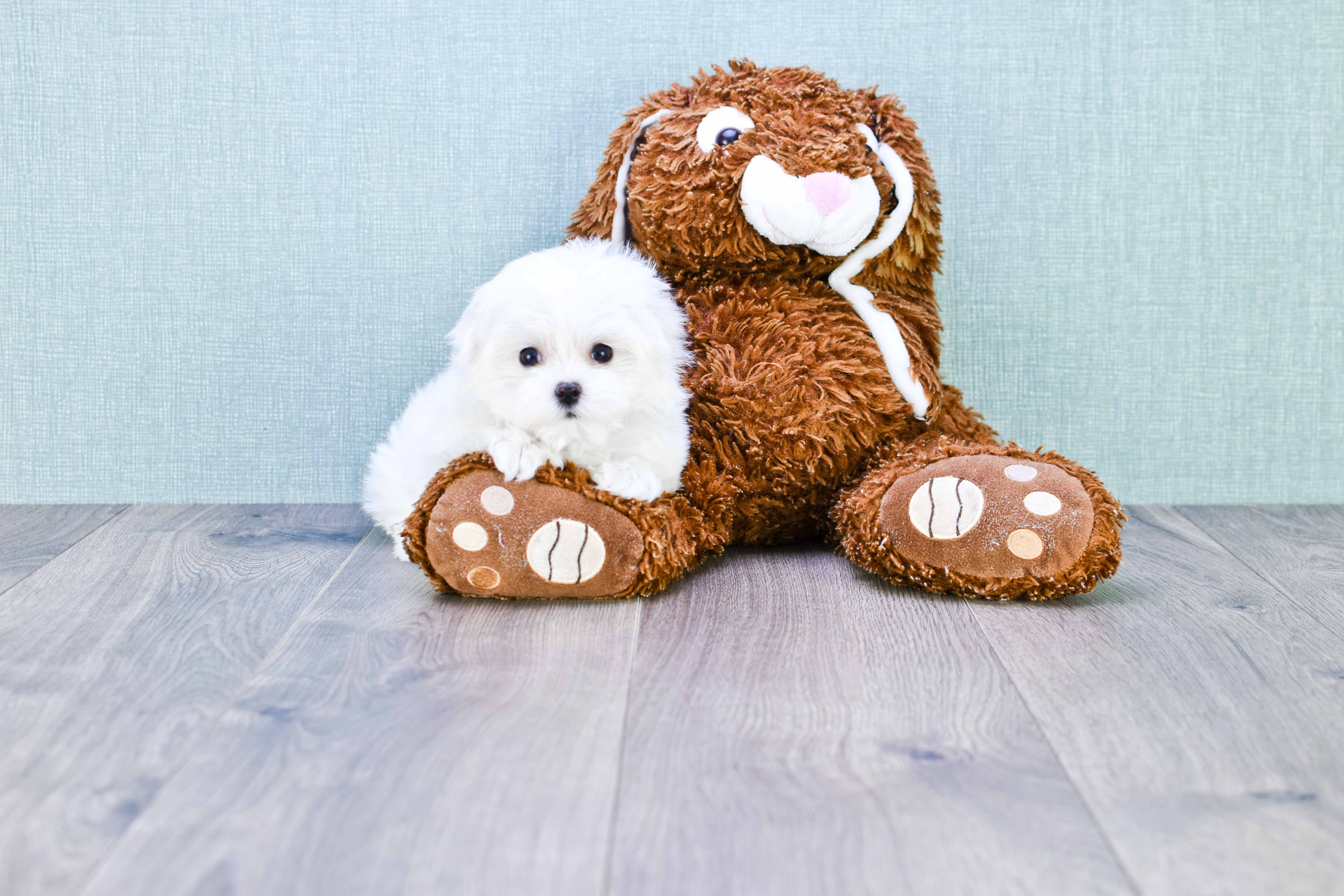 Cute Maltese Purebred Puppy