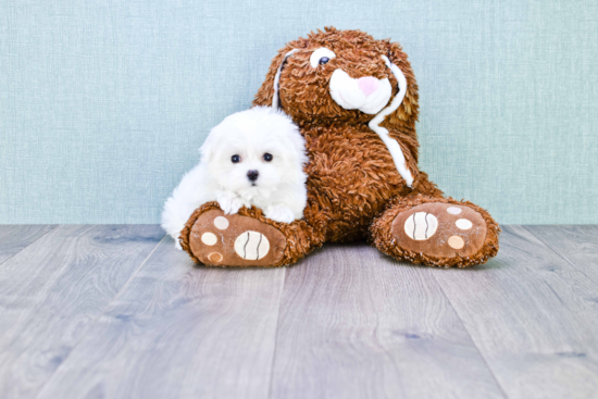 Cute Maltese Purebred Puppy