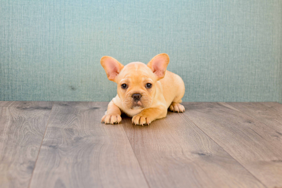 French Bulldog Puppy for Adoption