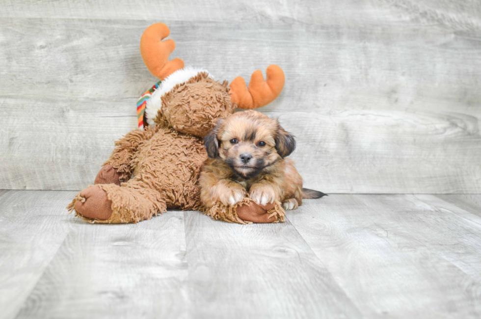 Friendly Teddy Bear Baby