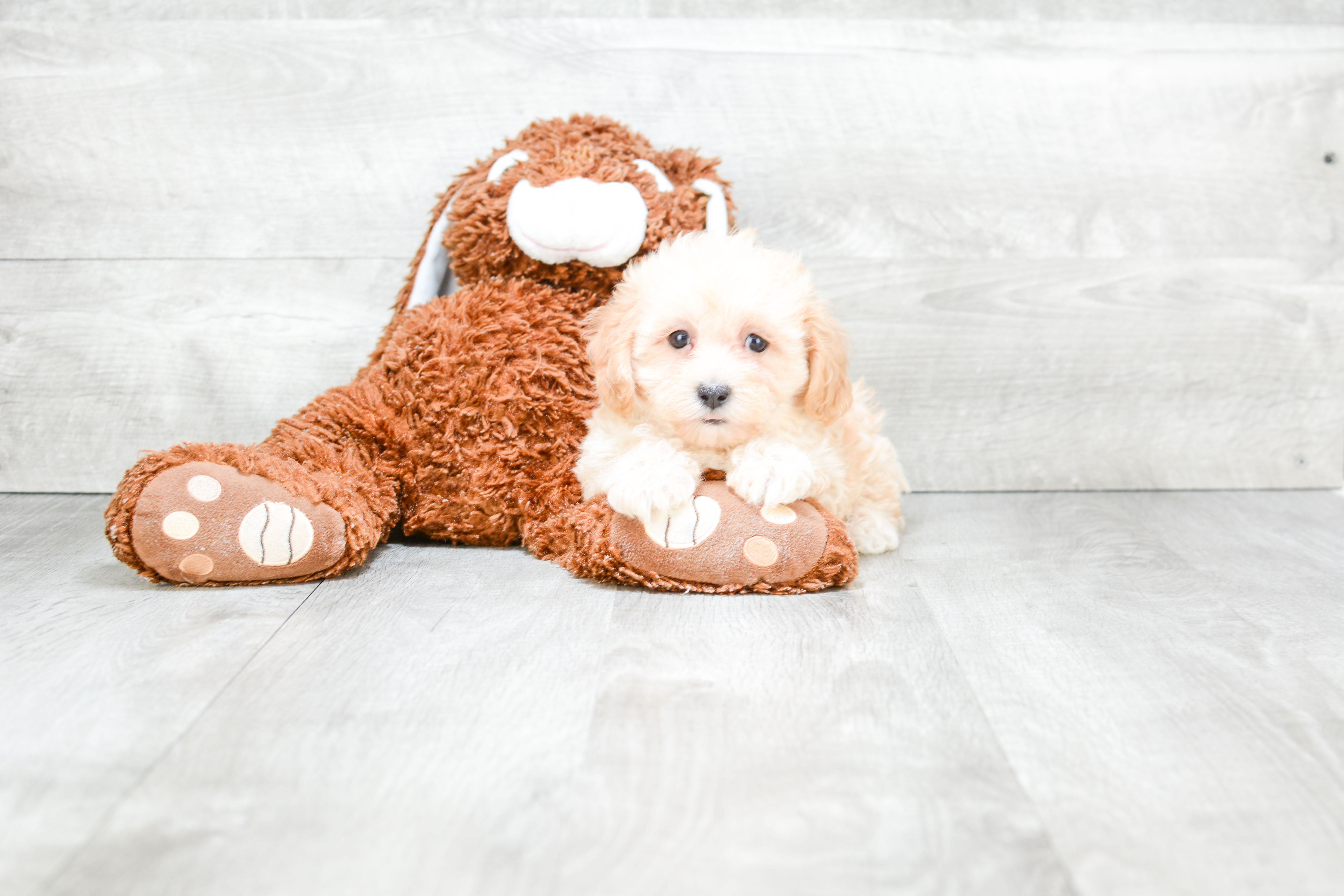 Happy Maltipoo Baby