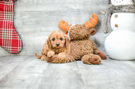 Little Cavoodle Poodle Mix Puppy