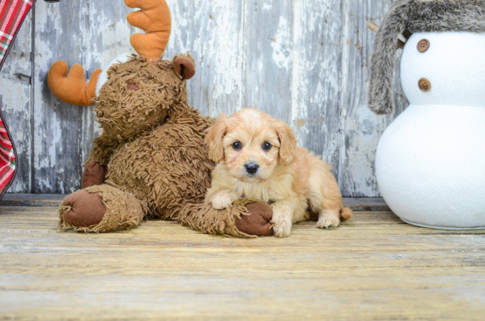 Fluffy Cavachon Designer Pup