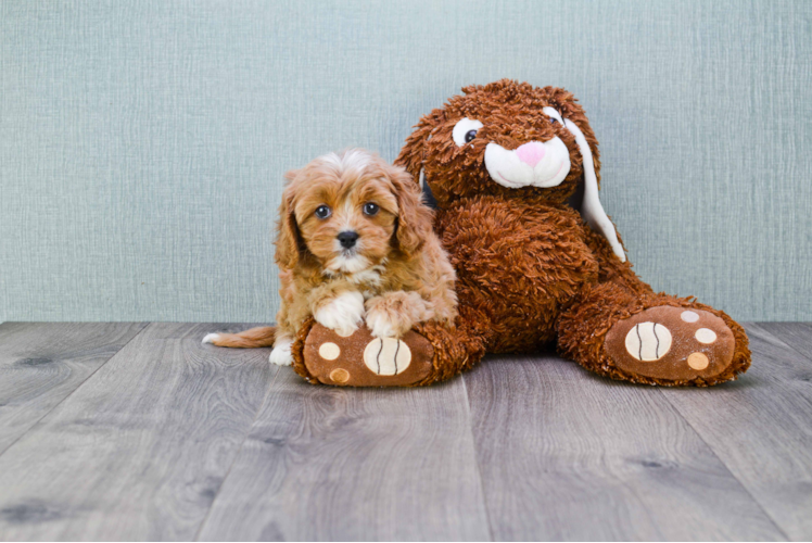 Friendly Cavapoo Baby