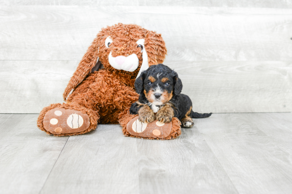 Best Cavapoo Baby