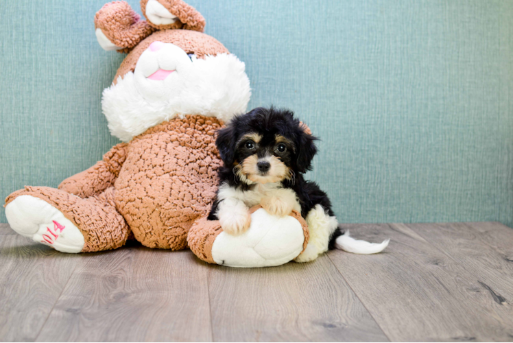 Best Cavachon Baby