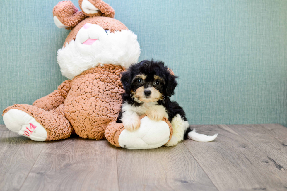 Best Cavachon Baby