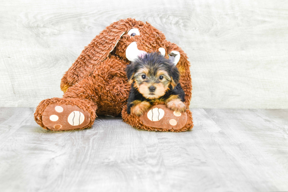 Meet Lisa - our Yorkshire Terrier Puppy Photo 