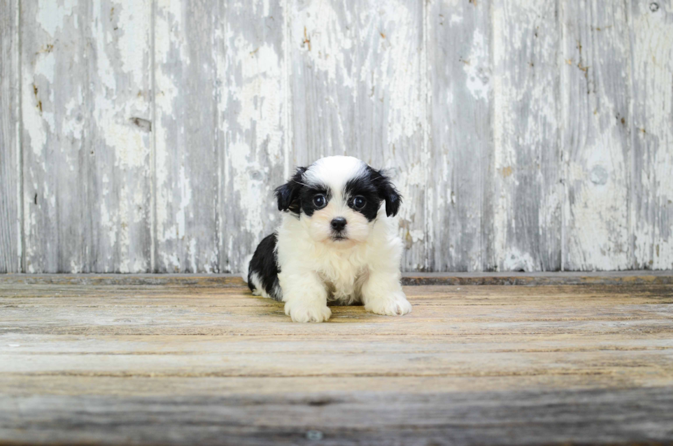 Teddy Bear Pup Being Cute