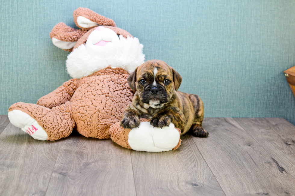 Best English Bulldog Baby