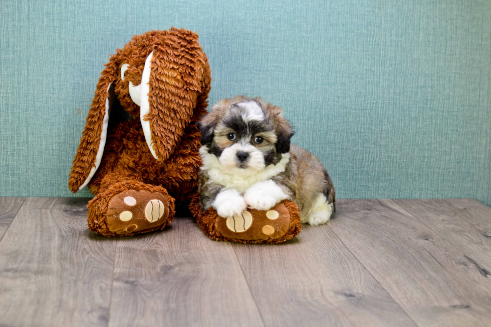 Teddy Bear Pup Being Cute