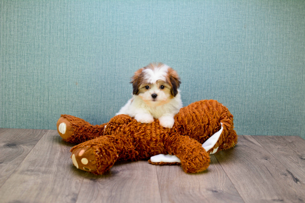 Popular Teddy Bear Designer Pup