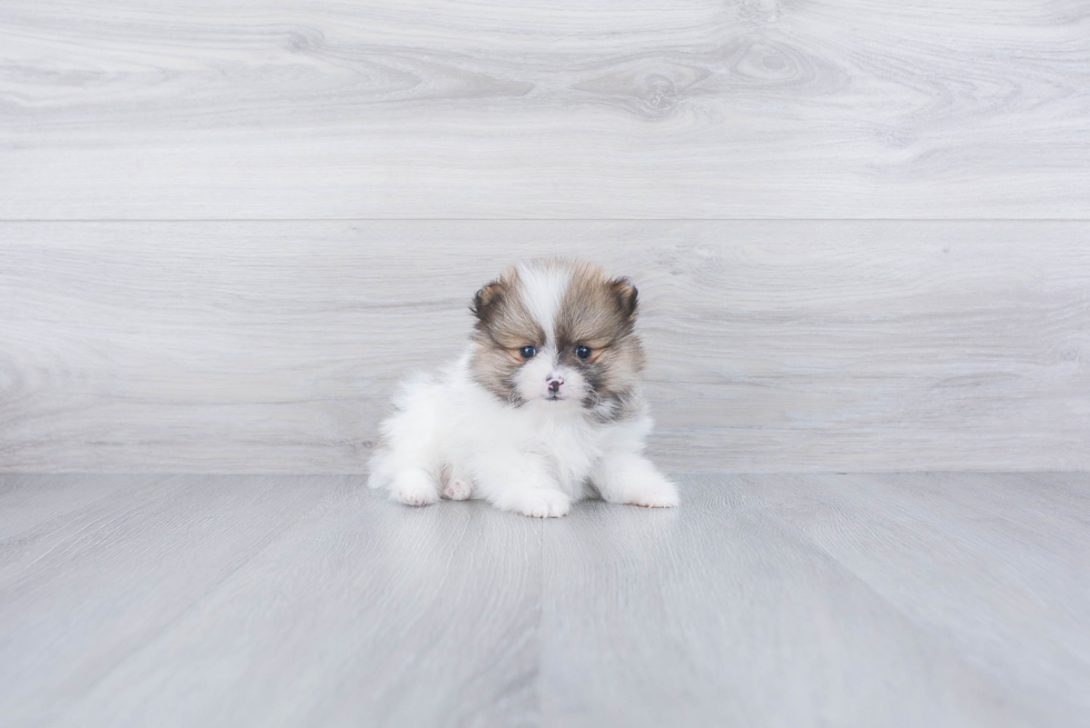 Happy Pomeranian Purebred Puppy