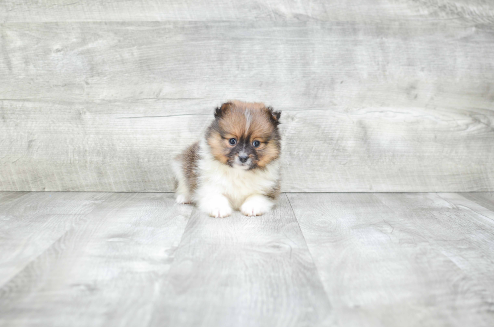 Pomeranian Pup Being Cute