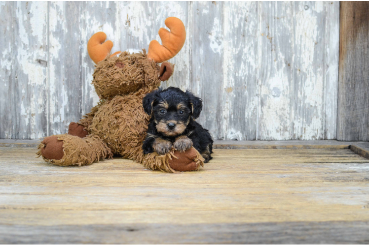 Fluffy Yorkie Poo Poodle Mix Pup