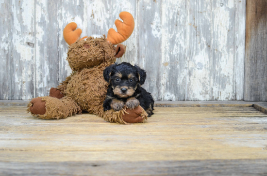 Fluffy Yorkie Poo Poodle Mix Pup