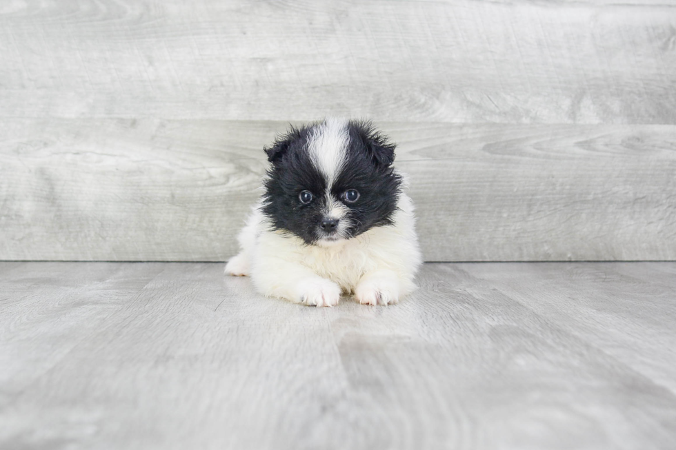 Hypoallergenic Pomeranian Purebred Pup