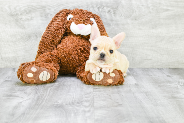 Popular French Bulldog Baby