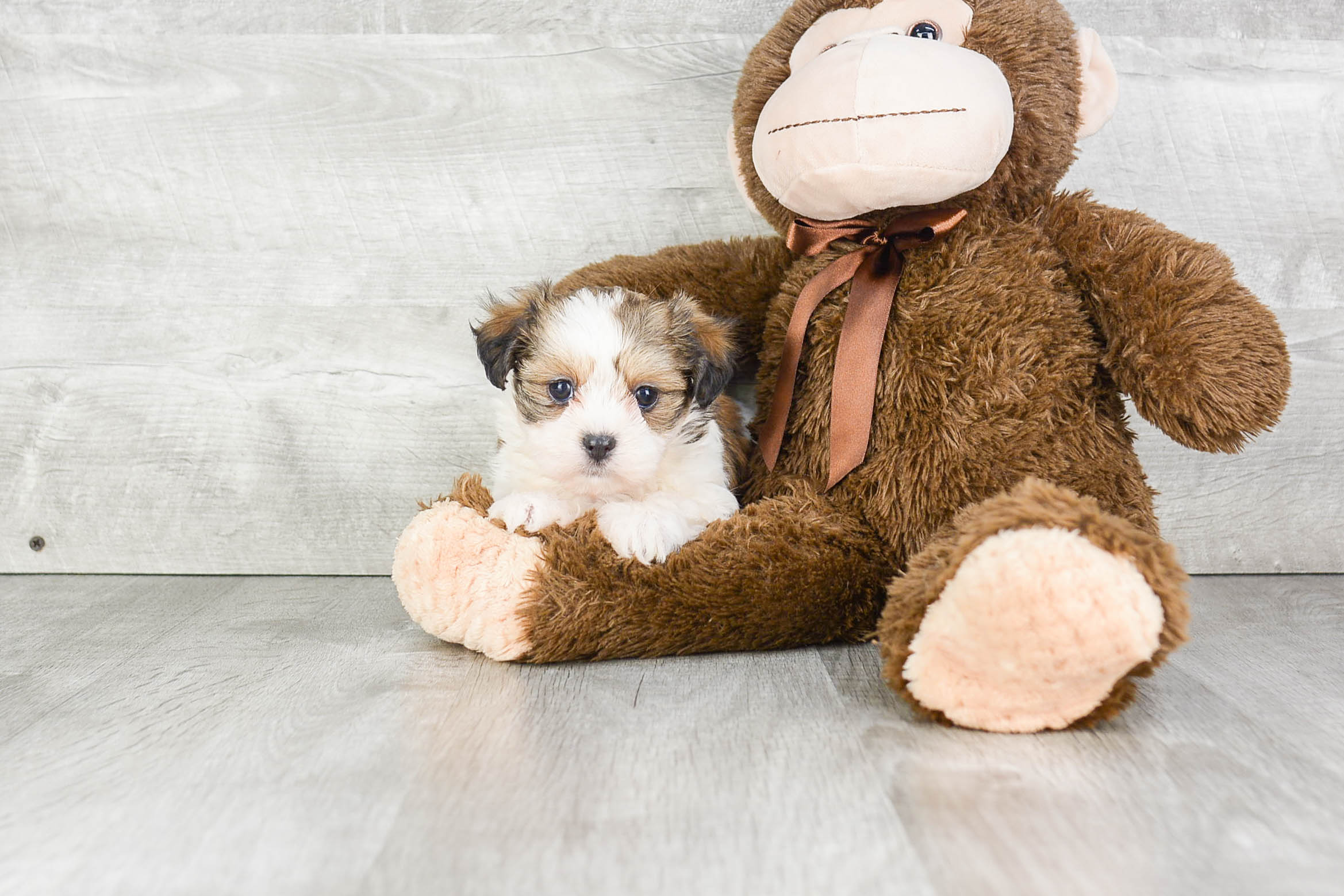 Best Teddy Bear Baby