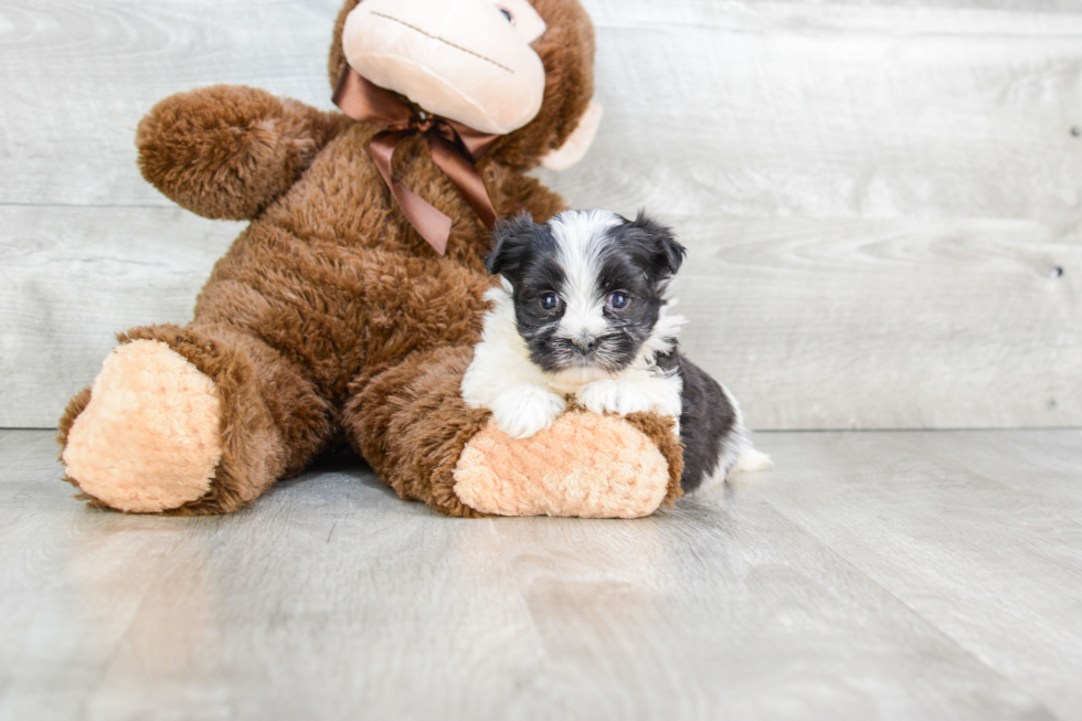 Adorable Yorkie Designer Puppy