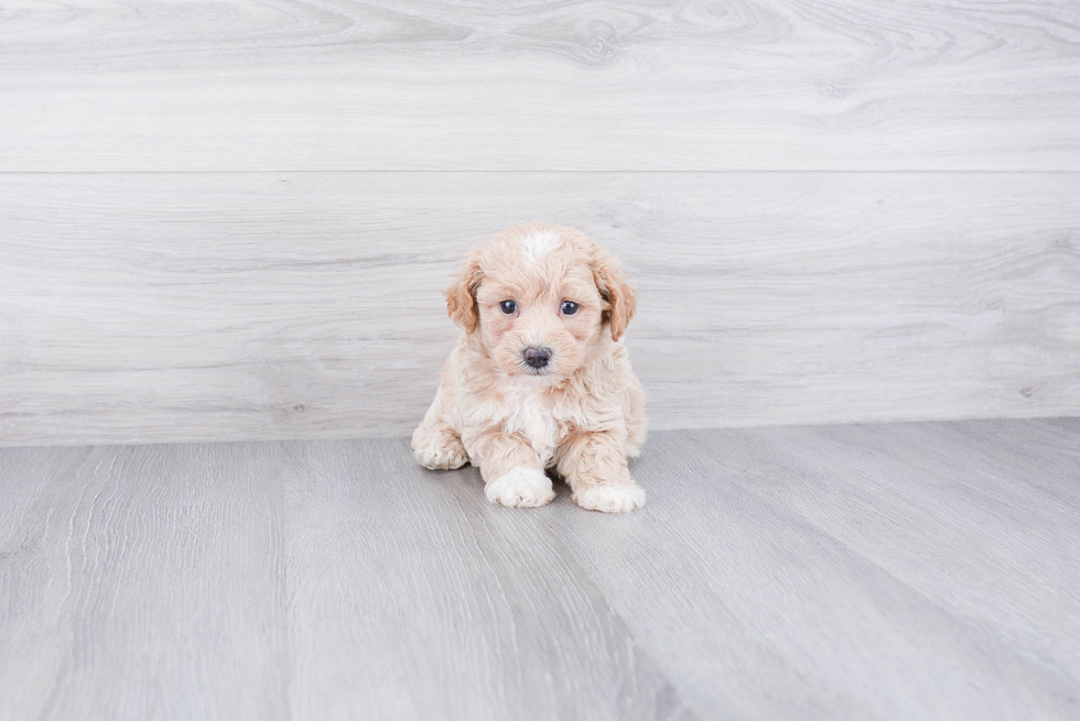 Playful Maltepoo Poodle Mix Puppy