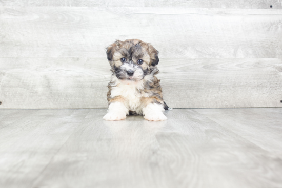 Funny Havanese Baby